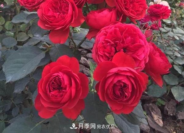 玫瑰國(guó)度的天使，冬天養(yǎng)月季選它，完美月季花，勤花多花更漂亮(圖3)