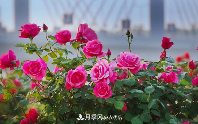 南陽(yáng)月季冬季抽條的原因之解決辦法(圖1)