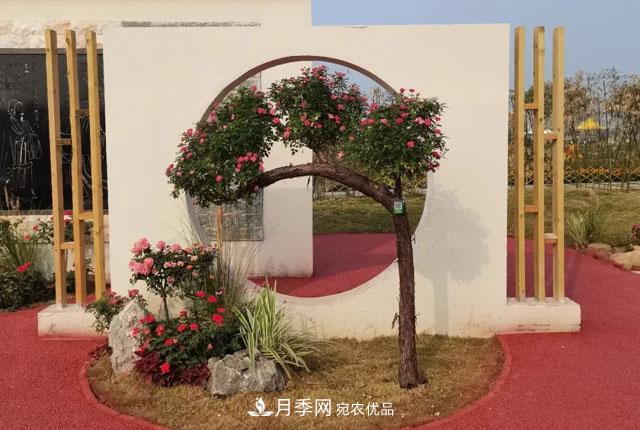 第十屆中國月季展覽會，南陽園和鄭州園亮相(圖3)