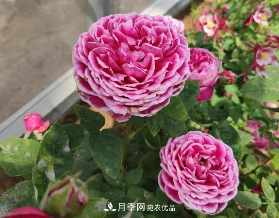 秋季無論地栽還是盆栽月季，一定要多施肥，明年才能花開不停(圖1)