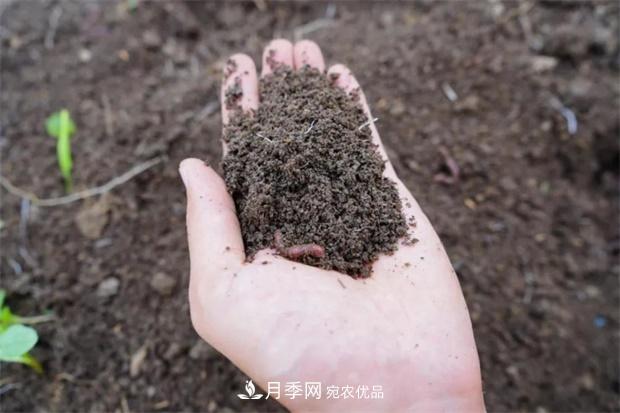 9月又到換盆時(shí)，盆里加點(diǎn)“特殊料”，怎么養(yǎng)都爆盆(圖4)