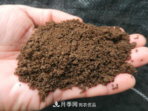9月又到換盆時(shí)，盆里加點(diǎn)“特殊料”，怎么養(yǎng)都爆盆(圖1)