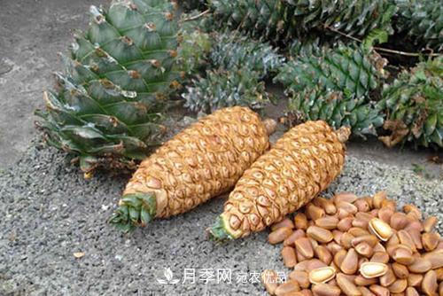 9月又到換盆時(shí)，盆里加點(diǎn)“特殊料”，怎么養(yǎng)都爆盆(圖3)