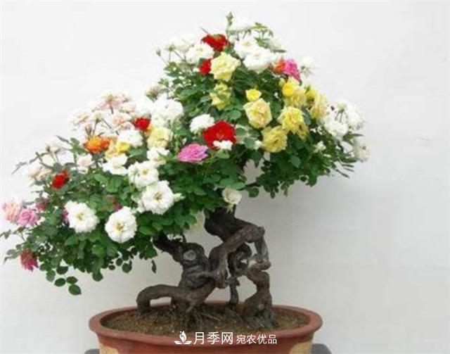 樹樁盆景月季四季施肥三要點(圖1)