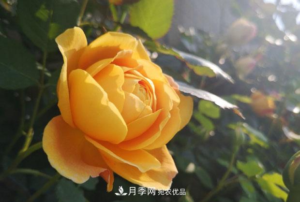 月季枝條折了怎么辦？別急著剪，這么做救回來(圖1)