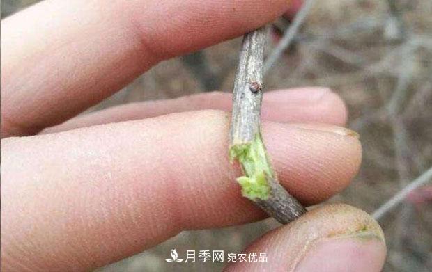 月季枝條折了怎么辦？別急著剪，這么做救回來(圖2)