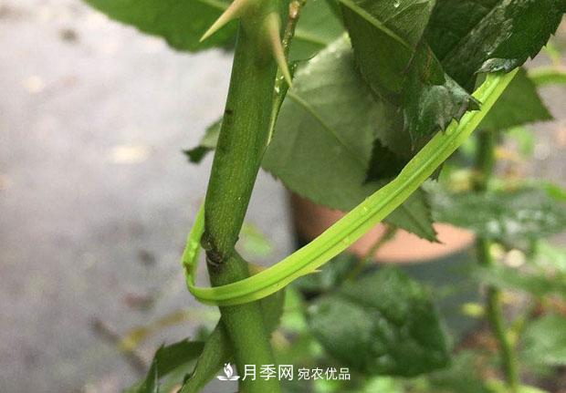 月季枝條折了怎么辦？別急著剪，這么做救回來(圖3)