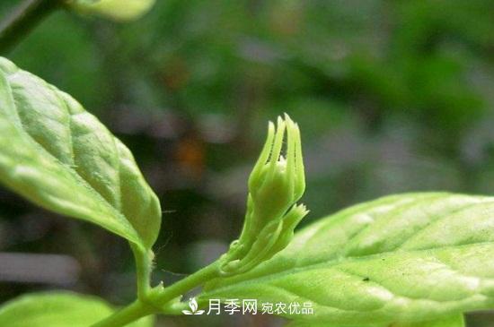 月季葉子卷曲沒(méi)有蟲(chóng)，是什么原因(圖1)
