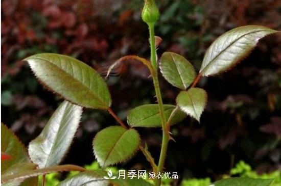 月季葉子卷曲沒(méi)有蟲(chóng)，是什么原因(圖3)
