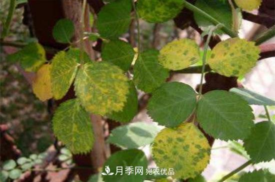 月季黃葉的4大原因(圖1)