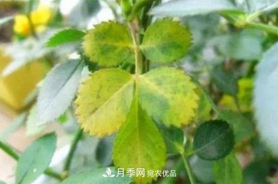 月季黃葉的4大原因(圖2)
