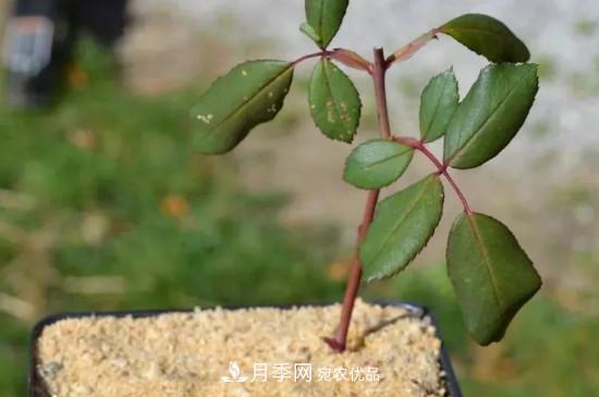 月季花的扦插養(yǎng)殖方法(圖1)