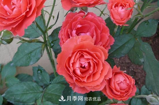 月季花的扦插養(yǎng)殖方法(圖2)