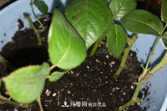 月季花的扦插養(yǎng)殖方法(圖3)