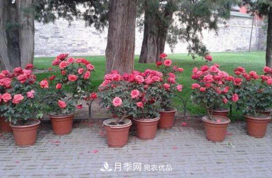 新買的月季花怎么盆栽，4個步驟養(yǎng)出嬌嫩美艷的月季花(圖2)