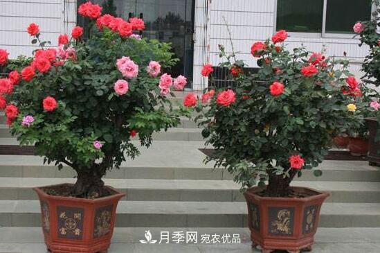 新買的月季花怎么盆栽，4個步驟養(yǎng)出嬌嫩美艷的月季花(圖1)