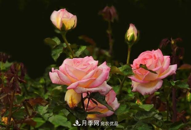 雙膜掩蓋月季定植后的辦理(圖1)