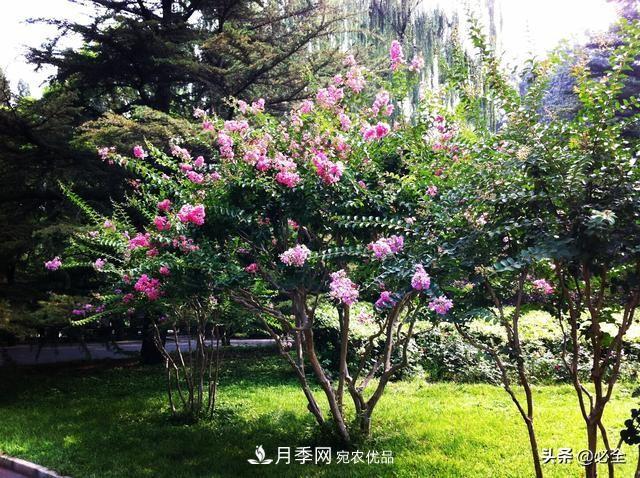 苗木市場已經(jīng)變了，法桐、國槐、欒樹、樸樹行情還行不行？(圖2)
