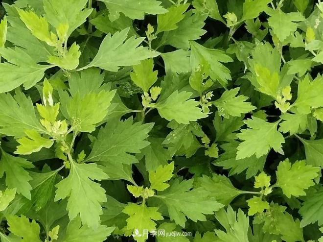 種南陽艾草的時(shí)候怎么除草，可不可以用草甘膦(圖1)
