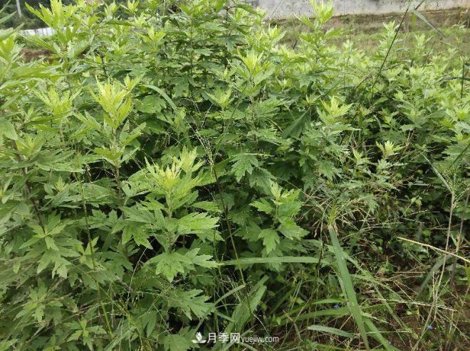 種南陽艾草的時(shí)候怎么除草，可不可以用草甘膦(圖2)