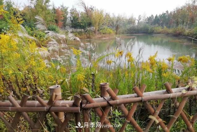 草木人間，霜降來臨，黃鶯花盛開(圖1)