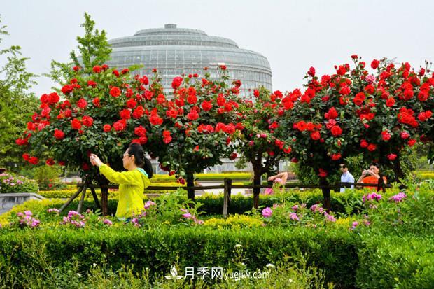 園林綠化的必選樹種，為何能夠在彩葉苗木市場中持續(xù)走俏？(圖3)