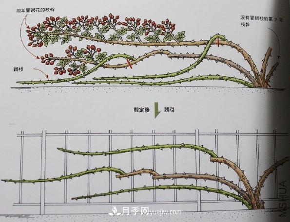 月季冬剪好還是春剪好？南北有區(qū)別，一起來(lái)學(xué)習(xí)吧(圖3)