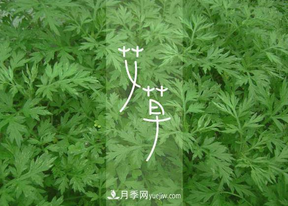 南陽艾草種植有哪些養(yǎng)護要點(圖1)