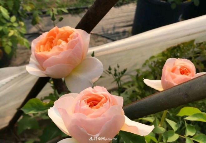月季花長(zhǎng)粗壯芽先橫拉定期澆肥多淋雨，一年長(zhǎng)成花球(圖2)