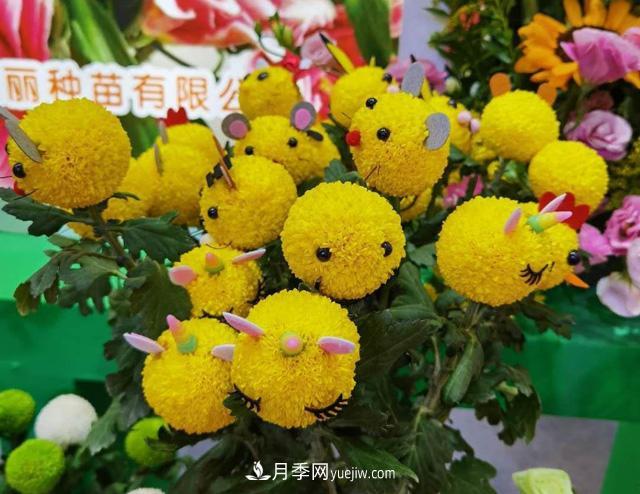 遼寧花卉，合肥斗艷，走進2020年中國安徽名優(yōu)農(nóng)產(chǎn)品交易會(圖2)