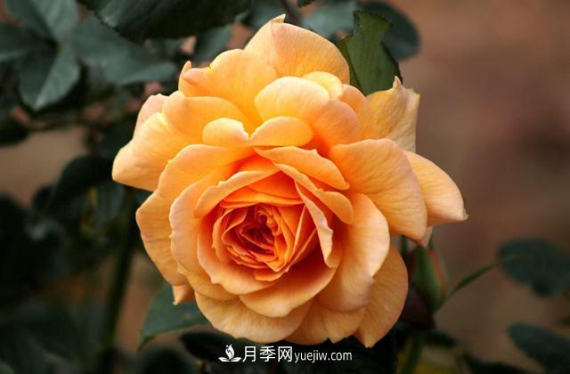 秋天養(yǎng)護(hù)月季不難，做好這三點(diǎn)還能開花(圖1)