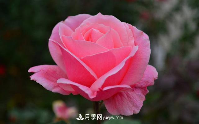 秋天養(yǎng)護(hù)月季不難，做好這三點(diǎn)還能開花(圖2)