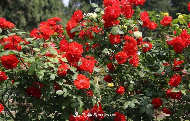 秋天養(yǎng)護(hù)月季不難，做好這三點(diǎn)還能開花(圖3)