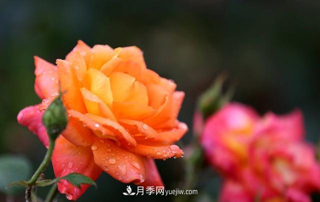 寒露過(guò)后如何扦插月季？輕松掌握養(yǎng)護(hù)技巧，養(yǎng)出苗壯月季花(圖1)