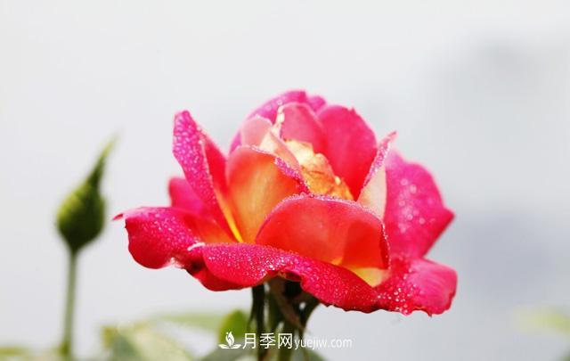 寒露過(guò)后如何扦插月季？輕松掌握養(yǎng)護(hù)技巧，養(yǎng)出苗壯月季花(圖2)