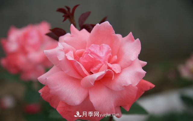 寒露過(guò)后如何扦插月季？輕松掌握養(yǎng)護(hù)技巧，養(yǎng)出苗壯月季花(圖3)