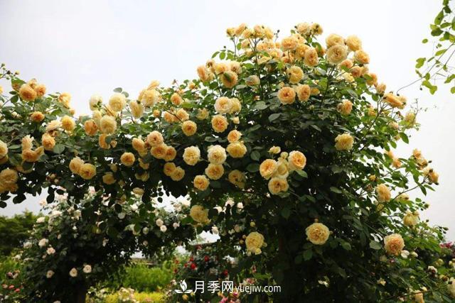 推薦3個藤本月季品種，一年就能長成月季花墻(圖1)