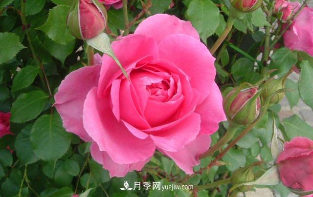 推薦3個藤本月季品種，一年就能長成月季花墻(圖2)