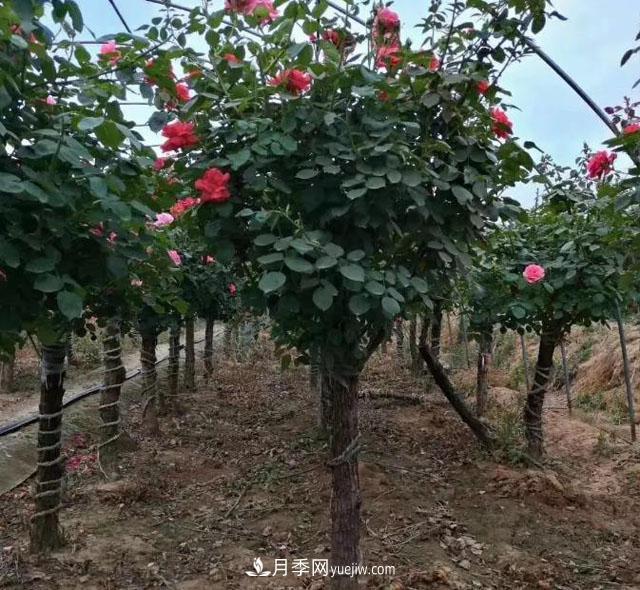月季樹冬天怎么修剪？(圖1)