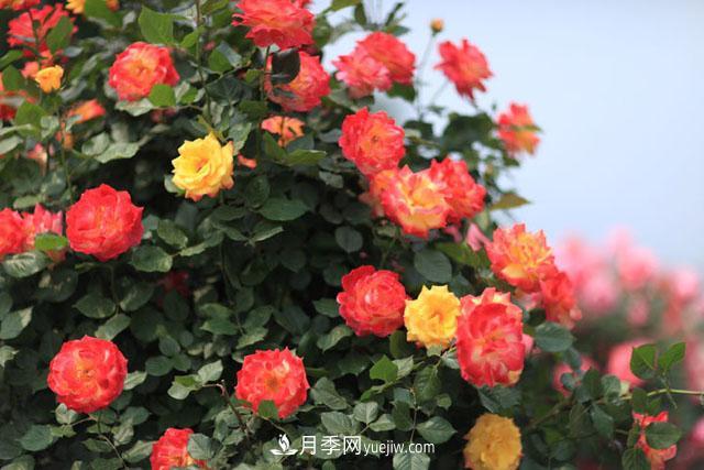 藤本月季為什么不開花？(圖1)