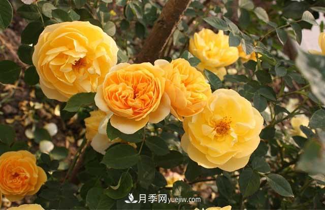 藤本月季為什么不開花？(圖2)