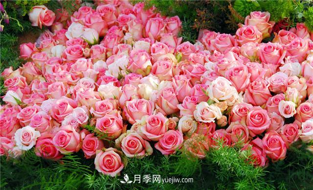推薦給小白花友這6種月季花，扔到土里就能活(圖1)