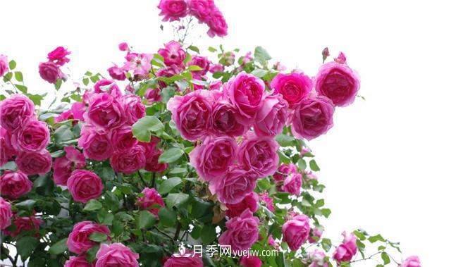 推薦給小白花友這6種月季花，扔到土里就能活(圖2)