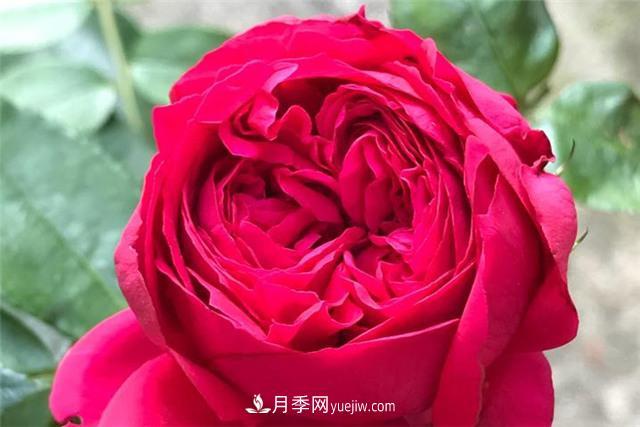 推薦給小白花友這6種月季花，扔到土里就能活(圖3)