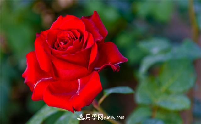 推薦給小白花友這6種月季花，扔到土里就能活(圖4)