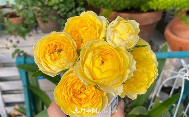 推薦給小白花友這6種月季花，扔到土里就能活(圖6)