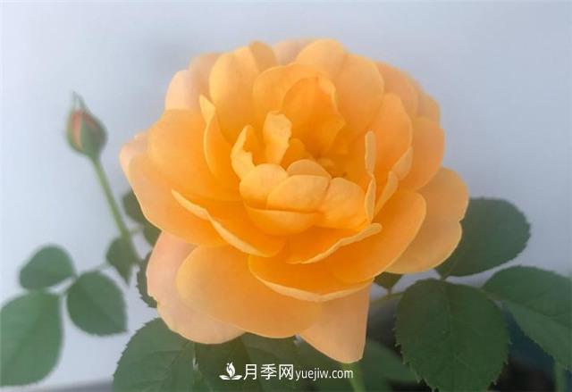推薦給小白花友這6種月季花，扔到土里就能活(圖7)