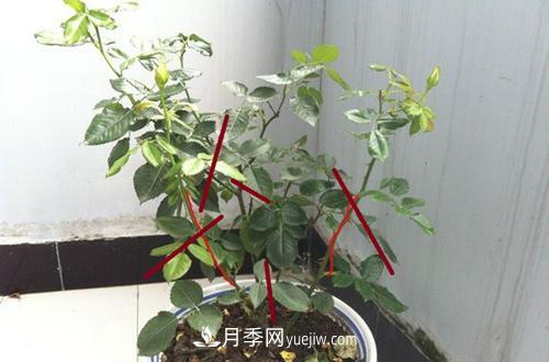 月季冬天如何修剪？冬天能重剪嗎？(圖3)