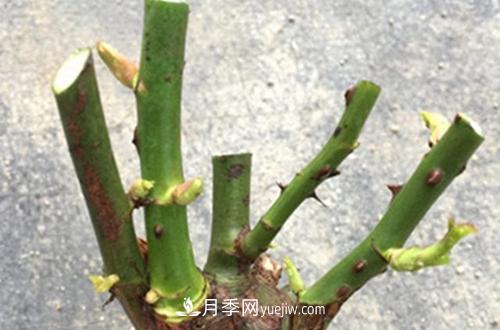月季冬天如何修剪？冬天能重剪嗎？(圖2)