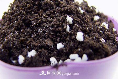 盆栽月季應(yīng)需要什么樣的土壤？(圖1)